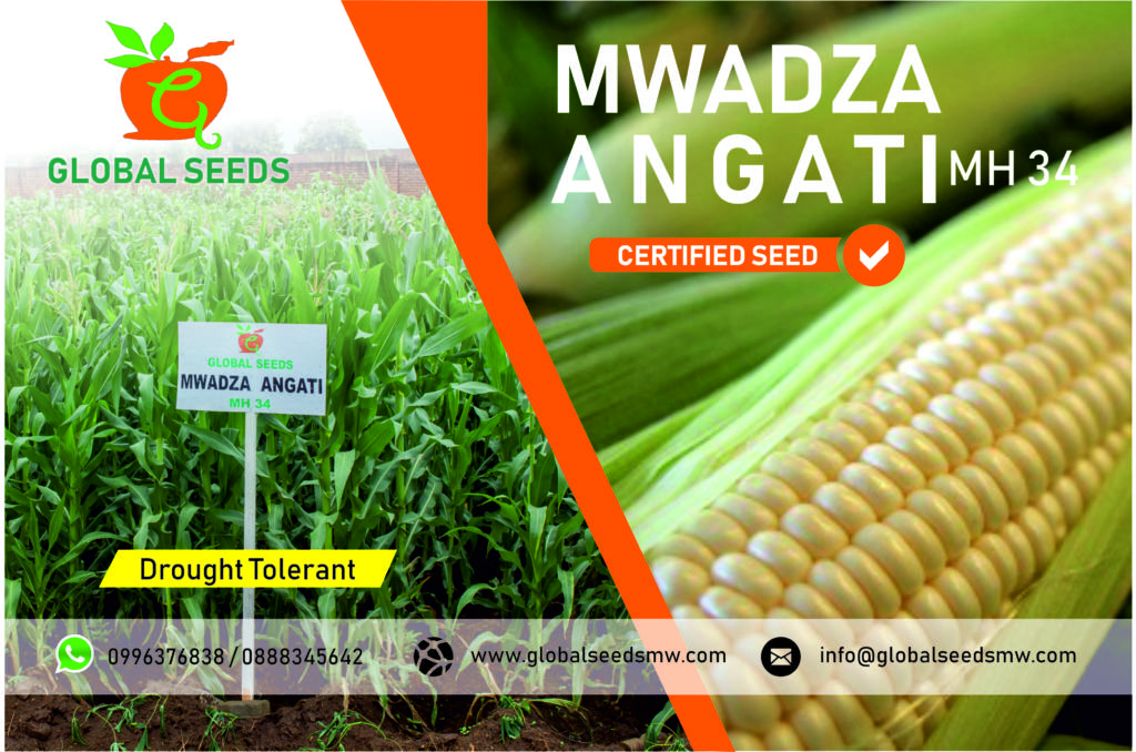 GLOBAL SEEDS MALAWI - Malawi's Largest Online Directory & National ...