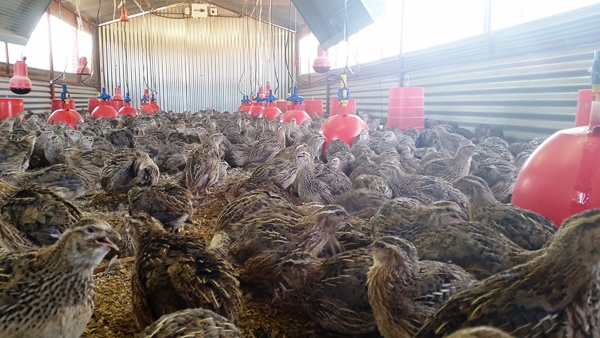 QUAIL FARMING RECOMMENDED BY MINISTRY - Malawi's Largest Online